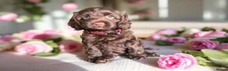 Cockapoo dogs for sale: WAITING LIST OPEN   - Advert 4
