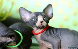 Sphynx cats for sale: Bloodline Sphynx Kittens  - Image 30