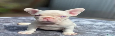 French Bulldog 3
