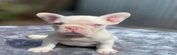 French Bulldog dogs for sale: 7 beautiful French bulldog puppies  - Advert 12