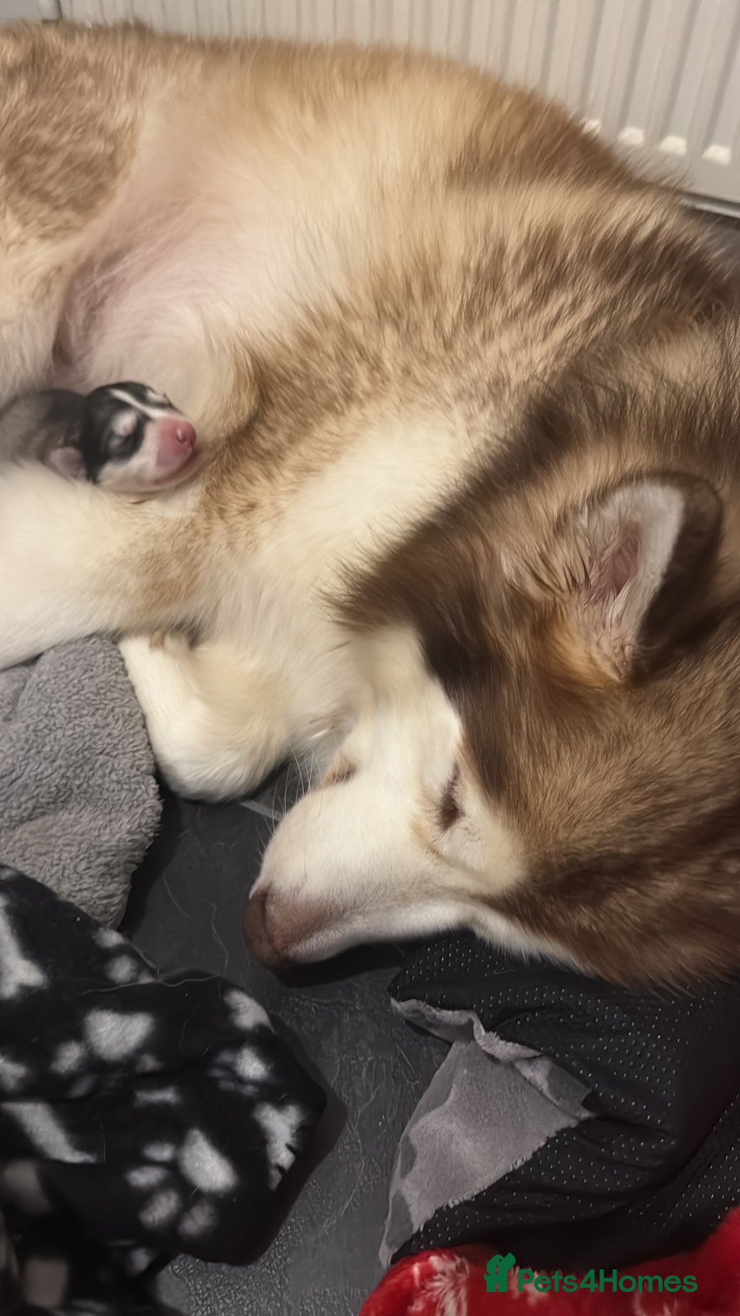 Alaskan Malamute dogs for sale: Gorgeous girl for sale - Advert 3