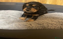 Cocker Spaniel dogs for sale: Beautiful Pedigree Cocker Spaniel’s  - Image 4