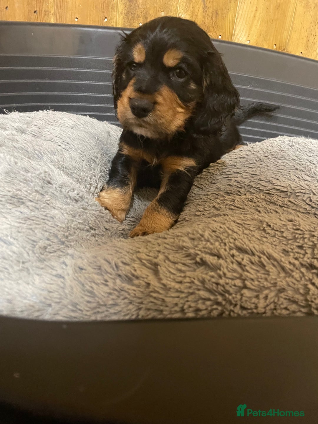 Cocker Spaniel dogs for sale: Beautiful Pedigree Cocker Spaniel’s  - Image 4