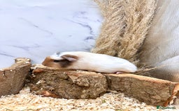 Guinea Pig rodents for sale: Multiple baby guinea pigs 💗 - Image 6