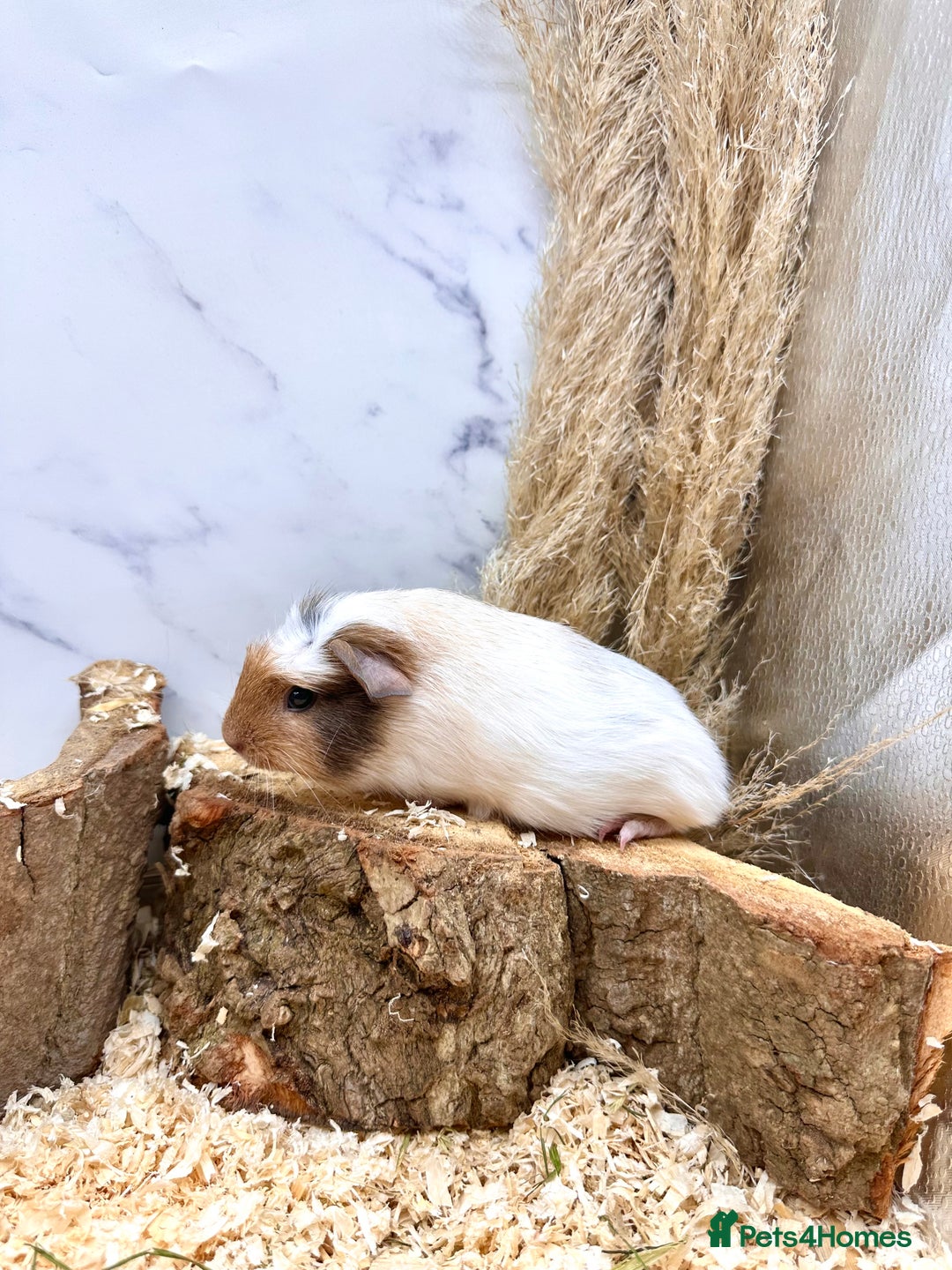 Guinea Pig rodents for sale: Multiple baby guinea pigs 💗 - Image 6