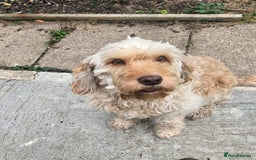 Cockapoo dogs for sale: Cockapoo needing forever home - Image 1