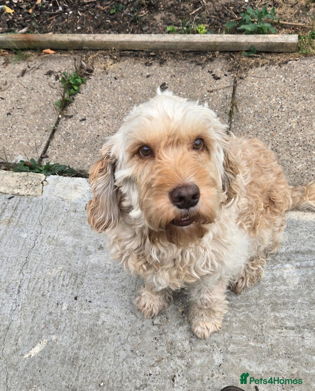 Cockapoo dogs for sale: Cockapoo needing forever home - Image 1
