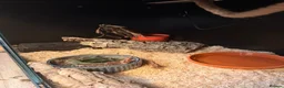 Corn Snake reptiles for sale: 2 year old female sun glow corn snake  in Winchelsea - Advert 5