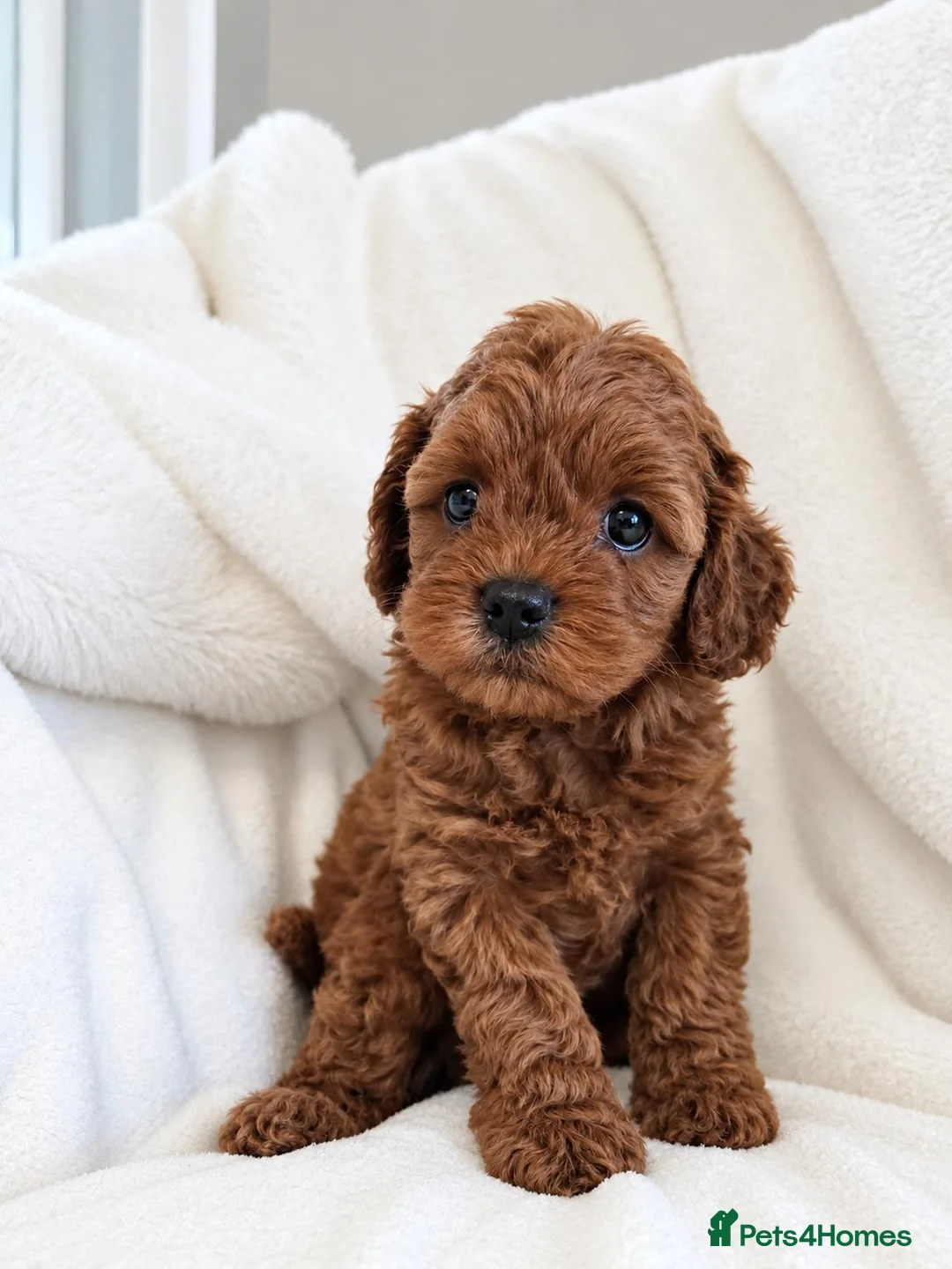 Cavalier King Charles Spaniel dogs for sale: Stunning Cavapoos  - Advert 6