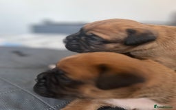 Boxer dogs for sale: Beautiful boxer babies bob/long  - Image 6