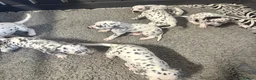 Dalmatian dogs for sale: Black and white puppies  - Advert 10