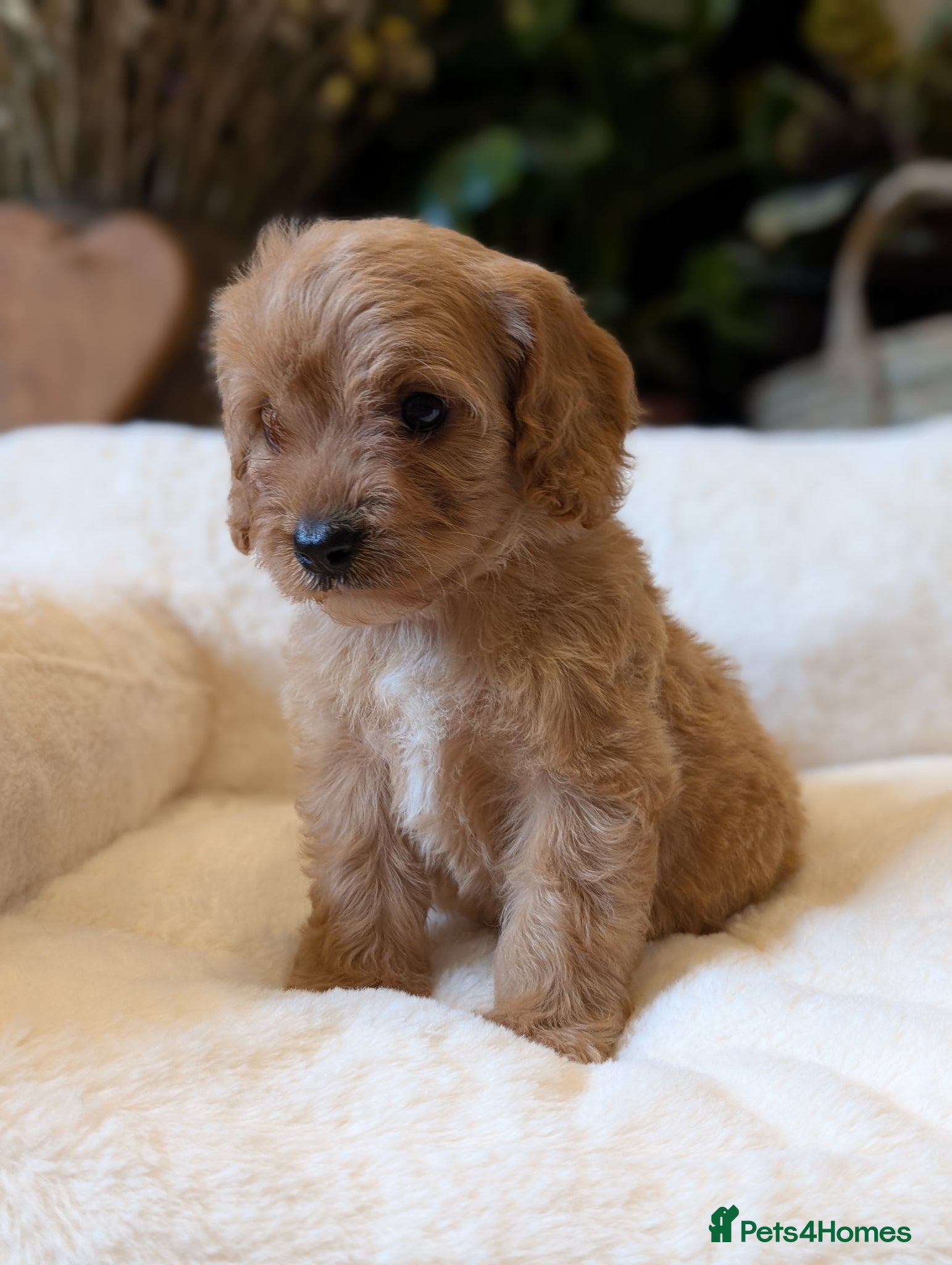 Cavapoo dogs ⭐⭐⭐⭐⭐ F1 Cavapoo puppies Health tested parents.  - Advert 2