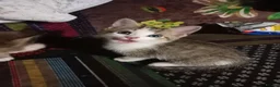 Mixed Breed cats for sale: Beautiful tabby kittens ready to go - Advert 14