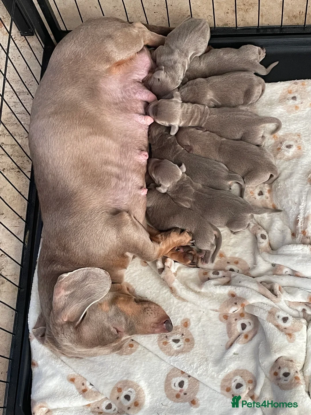 Dachshund dogs for sale: Dachshund Isabella and tan - Advert 13