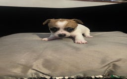 Chihuahua dogs for sale: 2 adorable chihuahua  - Image 8