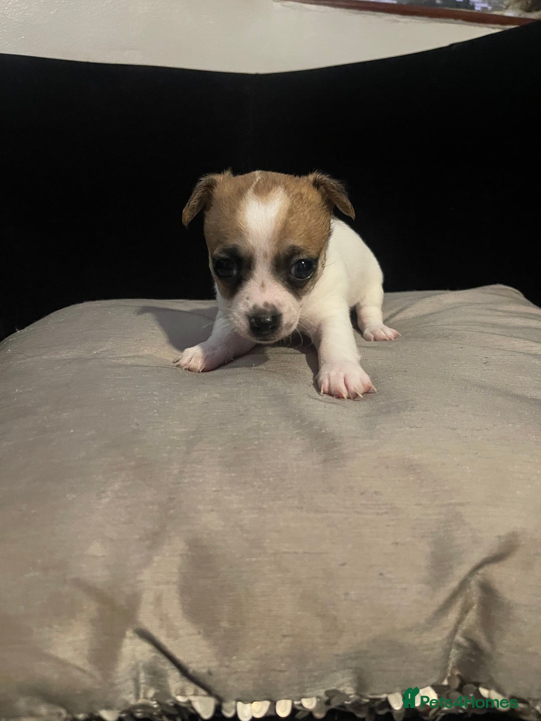Chihuahua dogs for sale: 2 adorable chihuahua  - Image 8