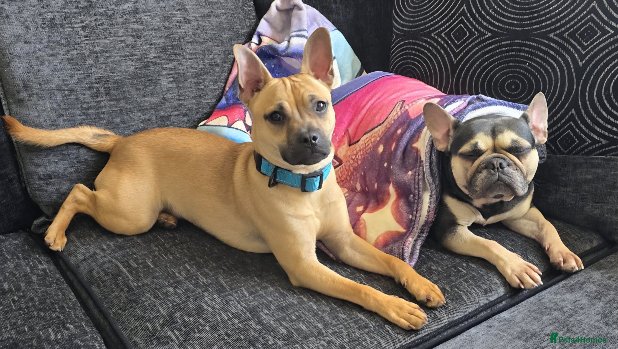 Mixed Breed dogs Scooby needs a new home  - Advert 3