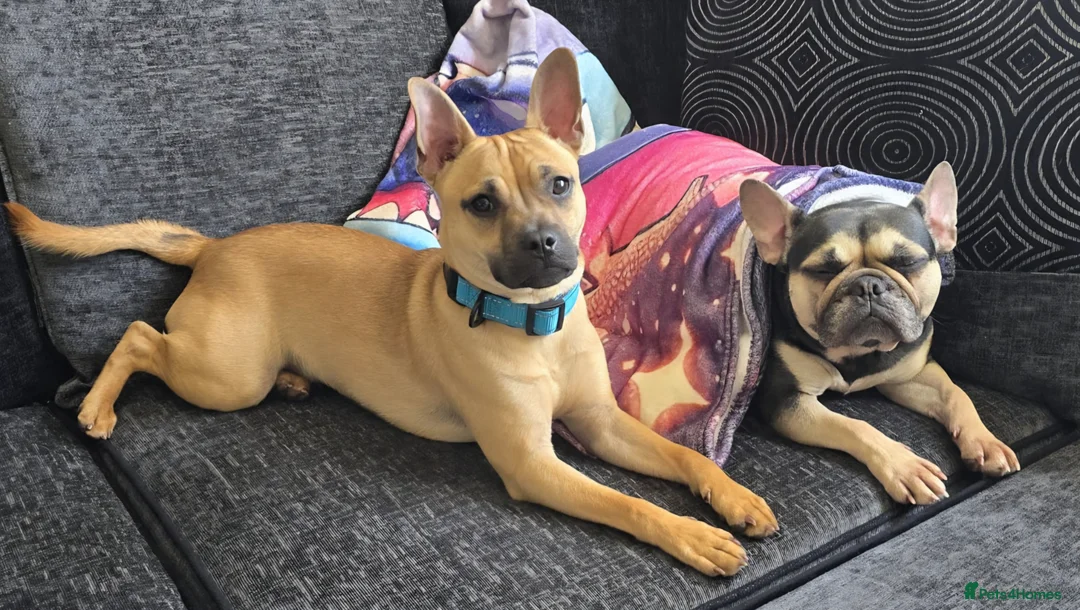 Mixed Breed dogs for sale: Scooby needs a new home  in Ipswich - Advert 1