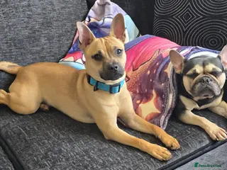 Mixed Breed dogs Scooby needs a new home - Advert 3