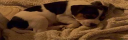 Mixed Breed dogs for sale: Border / Parson terrier mix puppies in Norwich - Advert 10