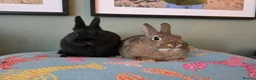 Netherland Dwarf rabbits for sale: Exceptional Netherland Dwarf, extremely tame - Advert 9