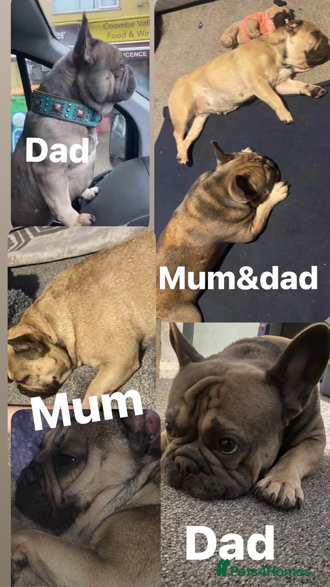 French Bulldog dogs for sale: French bulldog pup - Advert 3