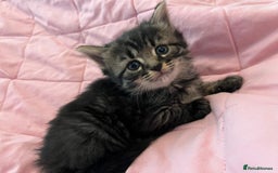 Mixed Breed cats for sale: Mixed Bengal Kittens Long Haired - Image 4