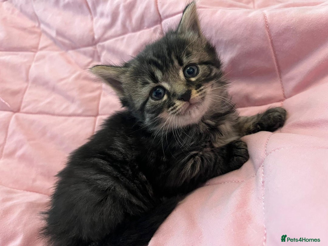 Mixed Breed cats for sale: Mixed Bengal Kittens Long Haired - Image 4