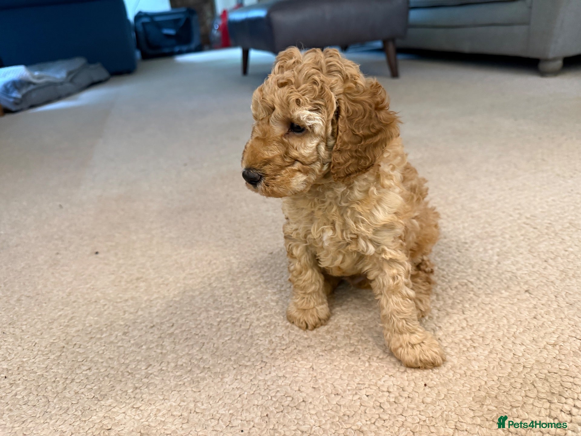 Cockapoo dogs 🐾 3 Gorgeous Male F1B Apricot Cockapoo Puppies 🐾 - Advert 1