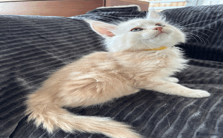 Maine Coon cats - Advert 13