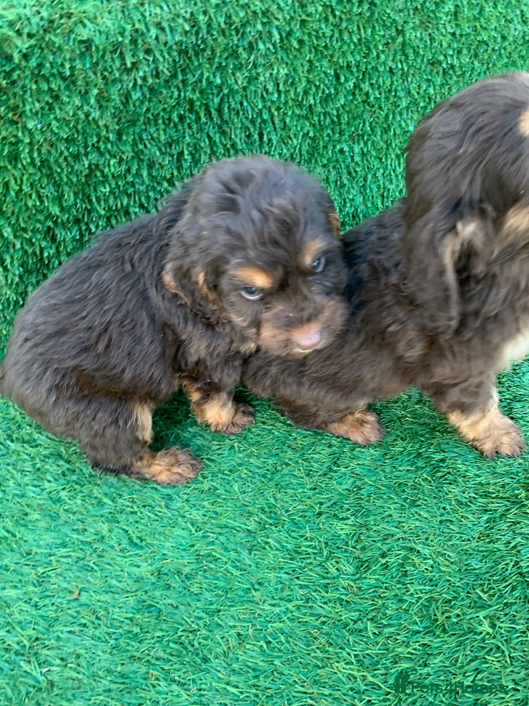 Cockapoo dogs for sale: Cockerpoo puppies  - Advert 4