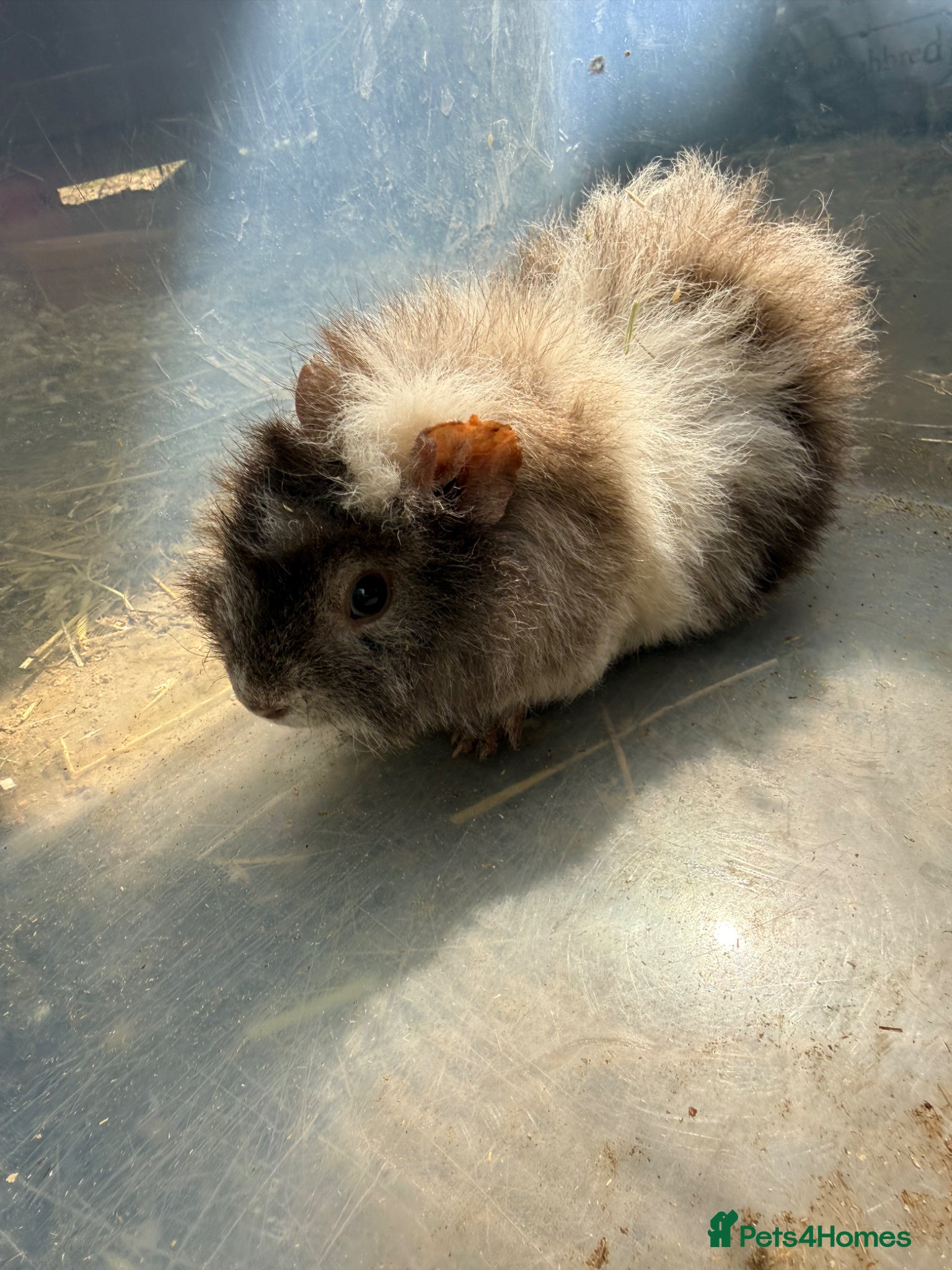 Guinea Pig rodents Baby boar Guinea pigs *updated* - Advert 11