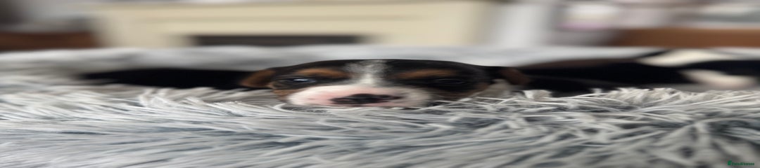 Jack Russell Puppy 4