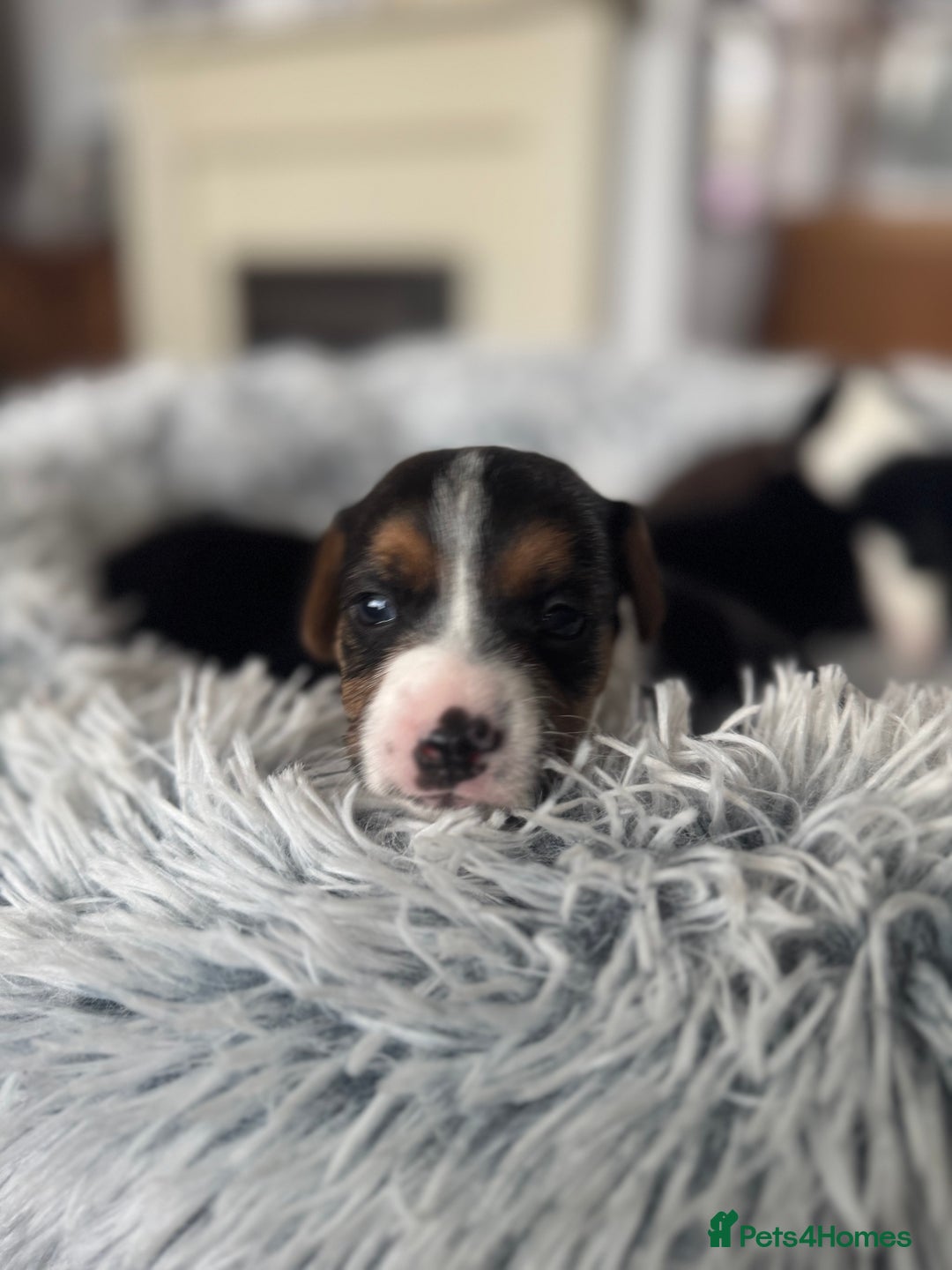 Jack Russell dogs for sale: Jack Russell pups non KC  - Image 8