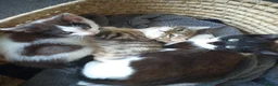 Mixed Breed cats for sale: 5 lovely kittens for sale  in Stafford - Advert 2