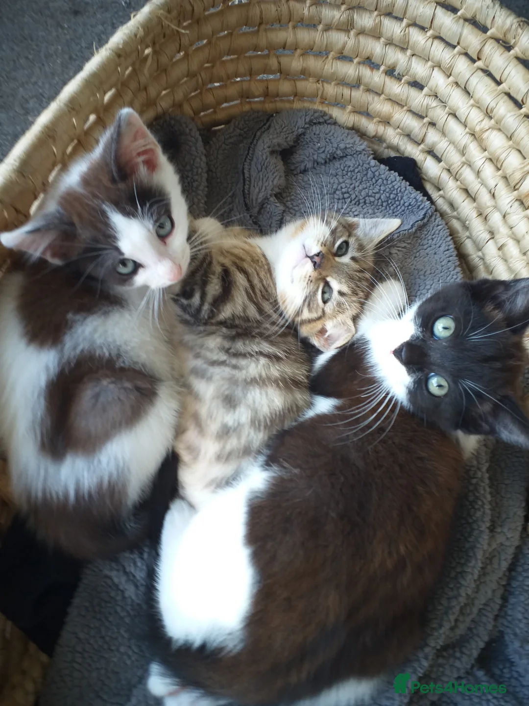 Mixed Breed cats for sale: 5 lovely kittens for sale  in Stafford - Advert 2