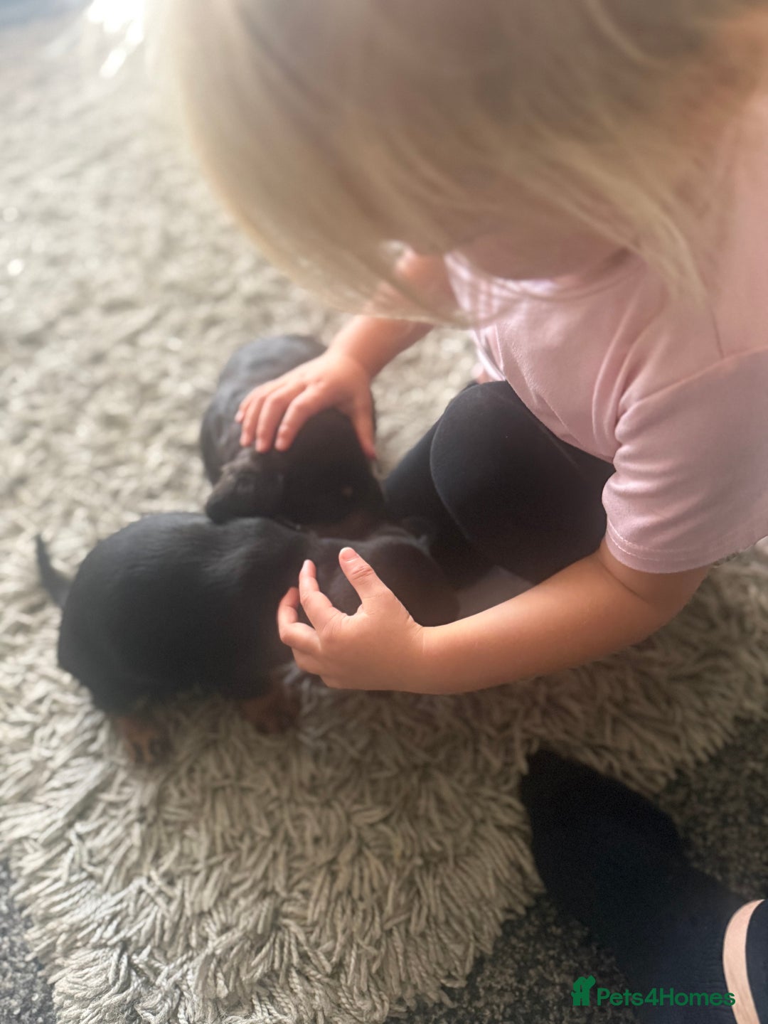 Mixed Breed dogs for sale: French bulldog X dauschaund - Image 12