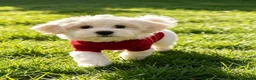 Maltipoo dogs for sale: Quality F1 Maltipoo puppy ready! - Advert 3