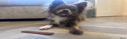 Chihuahua dogs for stud: 🐾 Nico – Handsome Lilac & White Chihuahua Stud 🐾 - Advert 2