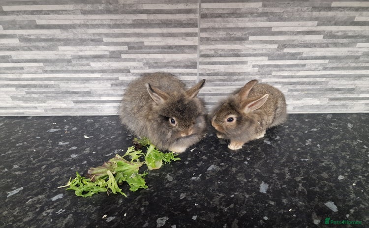 Lionhead rabbits - Advert 3