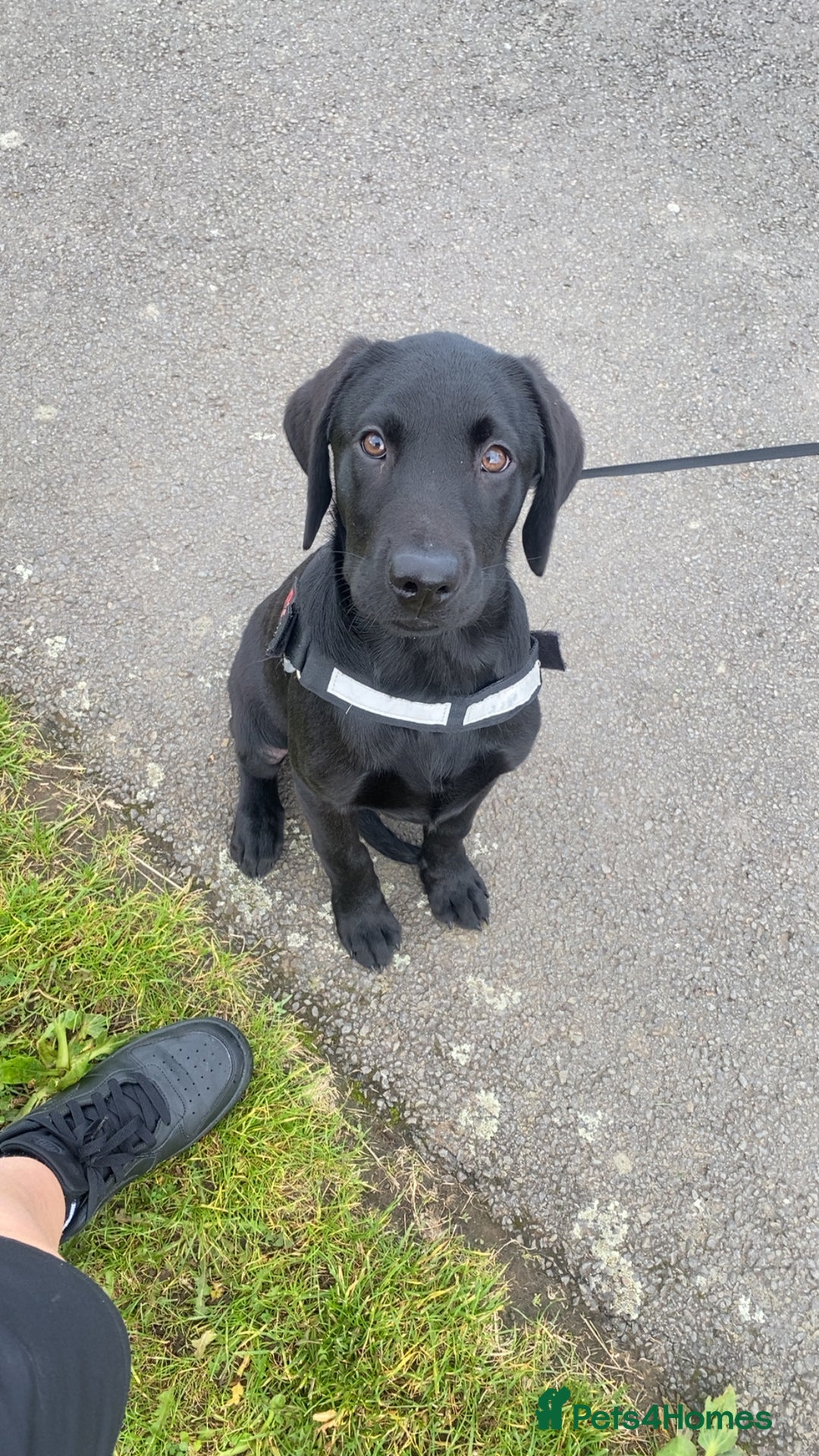 Labrador Retriever dogs for sale: Labrador  - Advert 1