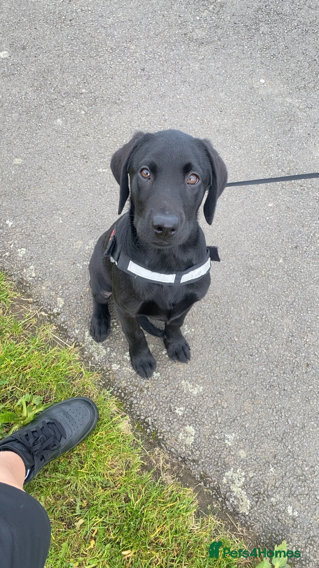 Labrador Retriever dogs for sale: Labrador  - Advert 1