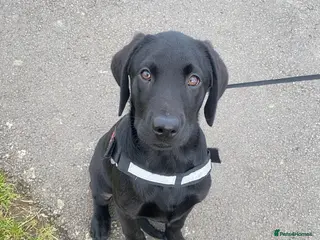 Labrador Retriever dogs Labrador - Advert 11