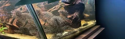 Loaches fish for sale: 4ft aquarium fish tank - Advert 10