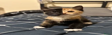 Mixed Breed 1