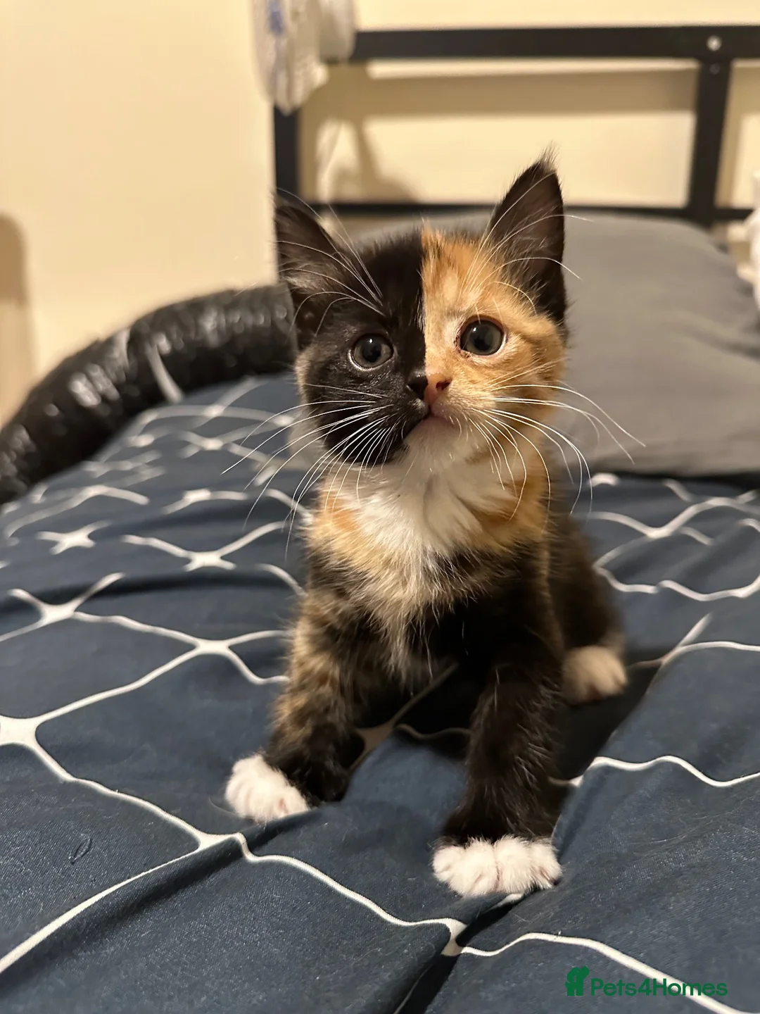 Mixed Breed cats for sale: Maincoon cross kittens in Radstock - Advert 5