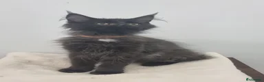Black smoke male 
