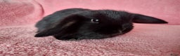 Mini Lop rabbits for sale: Baby mini lop rabbits for sale  - Advert 5