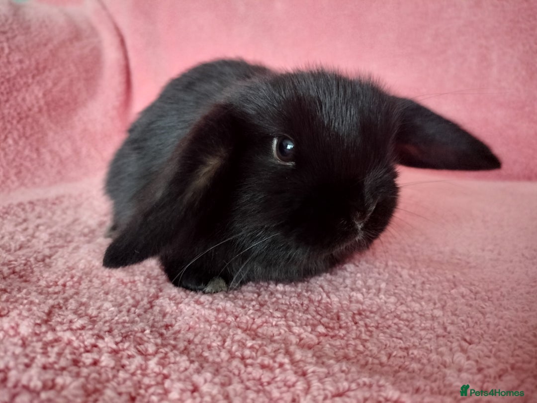 Mini Lop rabbits for sale: Baby mini lop rabbits for sale  - Advert 5
