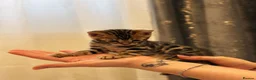 Bengal cats for sale: Bengal kittens with pedigree  - Advert 9